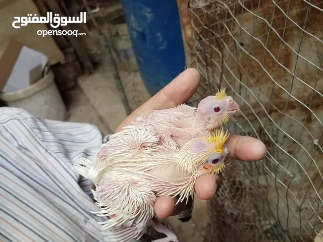 للبيع فروت كوكتيل تربيه يدوي عيون حمر