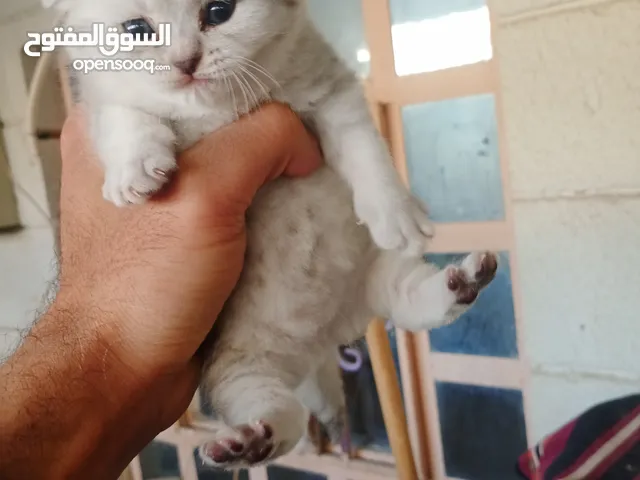 قطه اسكوتش ny11 نثيه للبيع