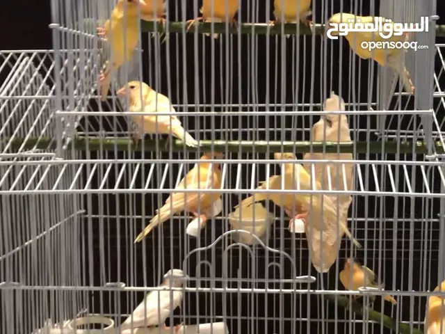 Home raised canary birds, singing. - طيور كناري مغردة ومنتجة
