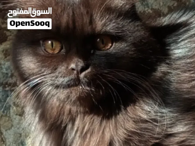 للبيع قطه من نوع نادر ولطيف شيرازي