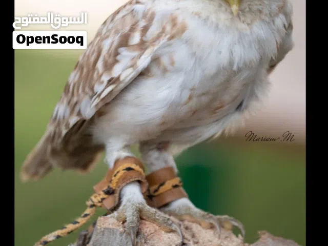 بومه قزم للبيع صغيره واليفه جداً