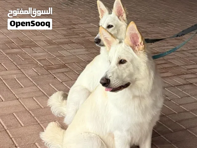 كلاب وايت جرمن لونج هير