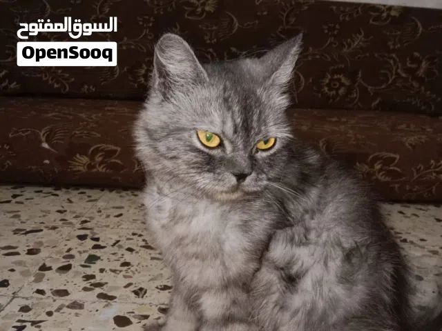 قطه شيرازي فارسي حامل للبيع