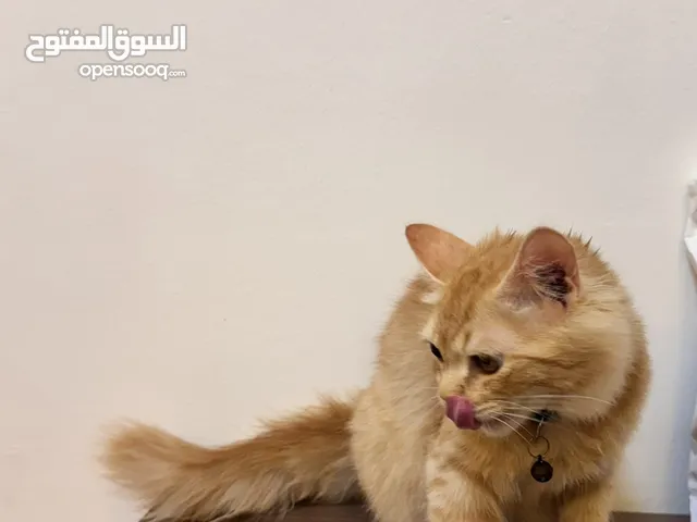 قطه شيرازيه