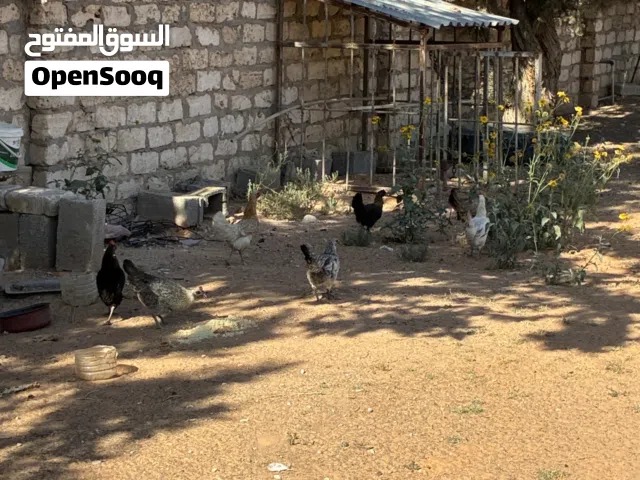 دجاج عربي للبيع السعر ساوم اقرا الوصف