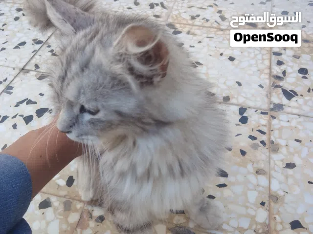 قطة شيرازي هجين