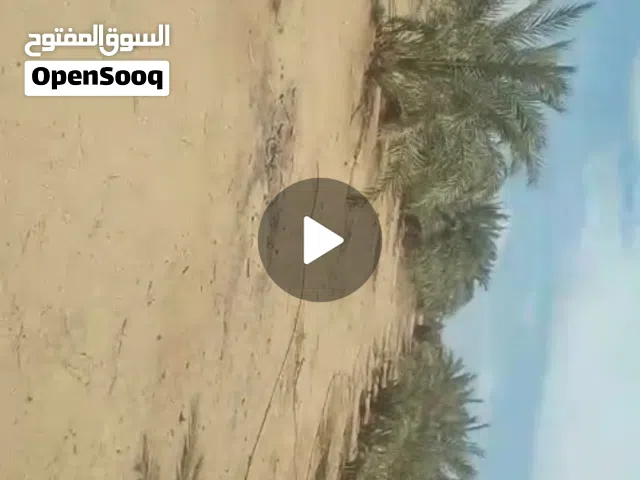 Farm Land for Sale in Giza Bahariya Oasis