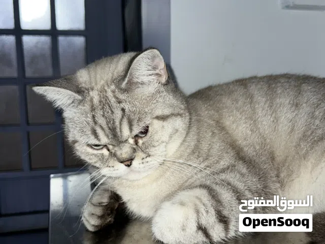 قط ذكر للتبني - Male cat for adoption