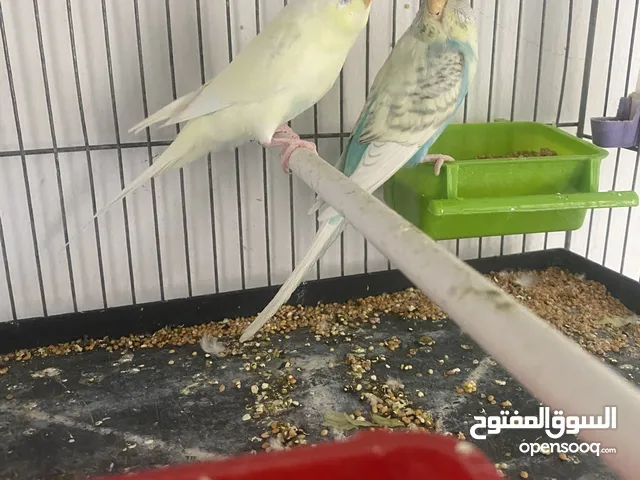 كوبية كريمة