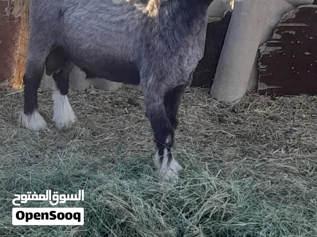 للبيع تيس من حلال بني سعيد