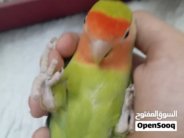 سلام عليكم متوفر طريف بركديلو اقراء الوصف