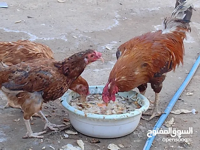 دجاج عرب لبيع ديج وثلاث دجاجات