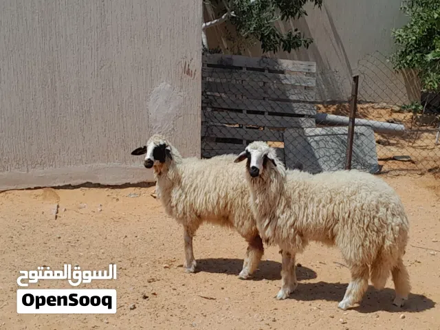 2فطايم وطنيات توميات ربي يبارك عمرهم ف8شهور سليمات متع تربيه مشالله..