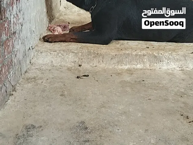 دكر روت وايلر طاعه وشراسه حراسه