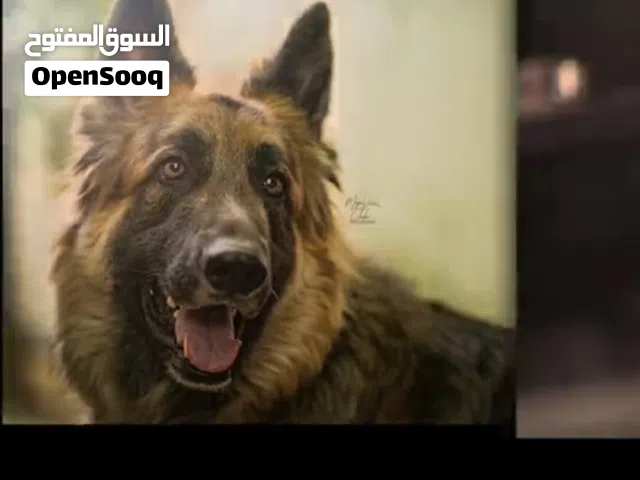 مطلوب جرو جيرمن او نووعيه ثانيه بسعر مناسب