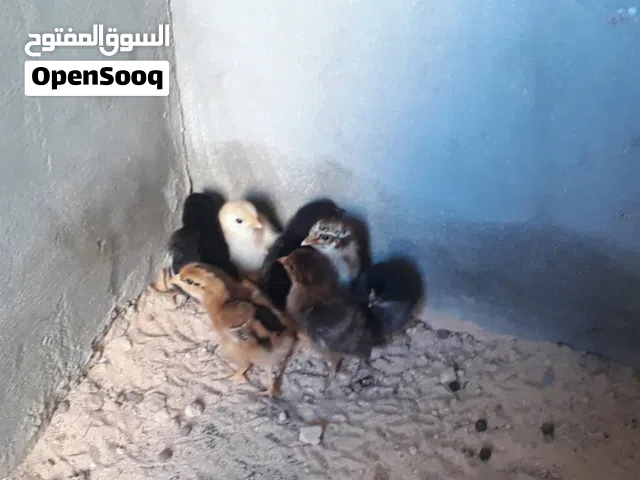 سلام عليكم اقراء الوصف الناس ال ادور في حاجه البهيا