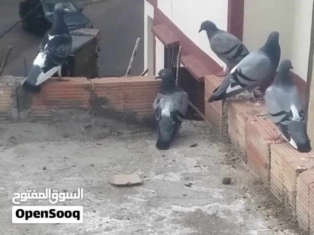 حمام زاجل للبيع القنيطره