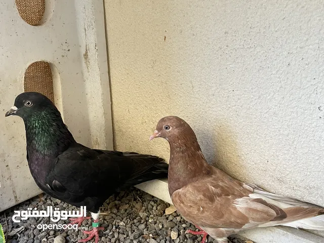 للبيع كويتي قلاب