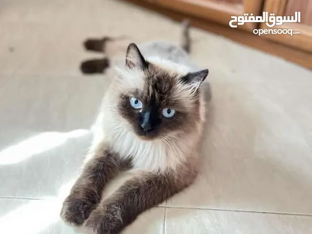 قط للبيع جميع الالتزامات القط موجوده وكثير هادي