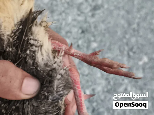 صفرد عماني