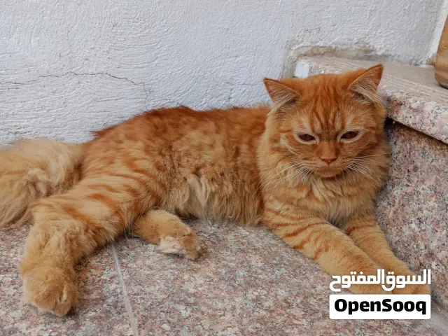 للبيع قط شيرازي أشقر*   العمر: سنة   معقم، نظيف، متعود على الليتر بوكس   هادئ وصحته ممتازة