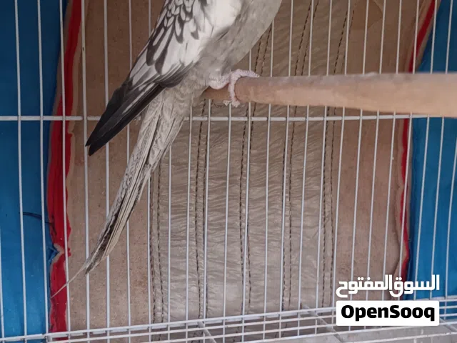 للبيع كوكتيل