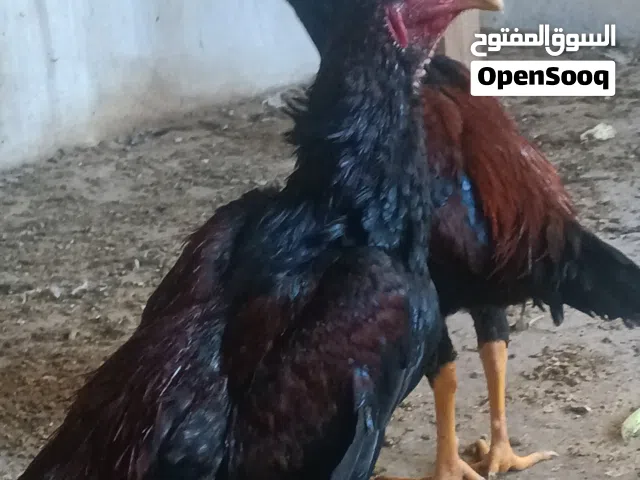 ديوك باكستاني للبيع او البدل