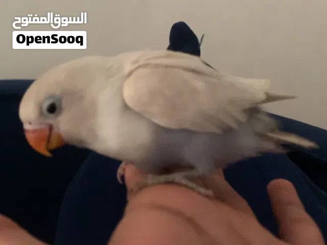 طير نوع فيشر للبيع اب لون مميز و نادر تقريبن