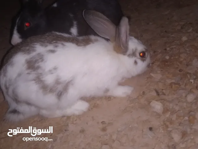ارانب للبيع