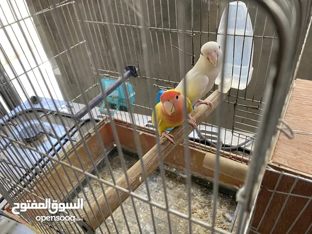 جوز روز عين حمرا