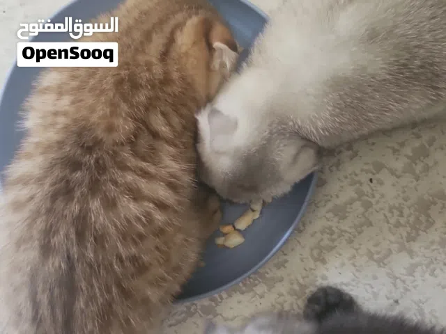سكوتش فولد بعمر شهرين ونص