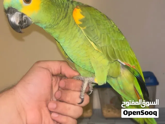 أمازون بلو فرنتد جاكو متكلم و اليف جدا ينفع للأطفال و الكبار خالي من جميع الأمراض و عليه حجل ذهبي !!