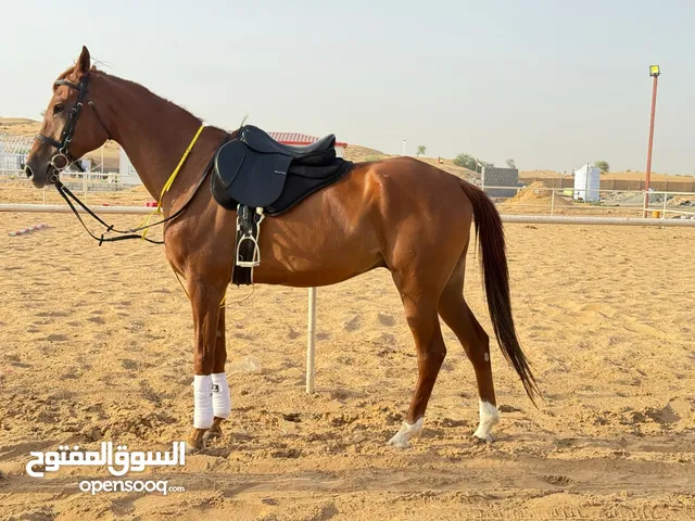 حصان خصي للبيع ركوب طرب سليم عل فحص ارتفاع 170 وفوق يصلح للقفز وركوب الميدان