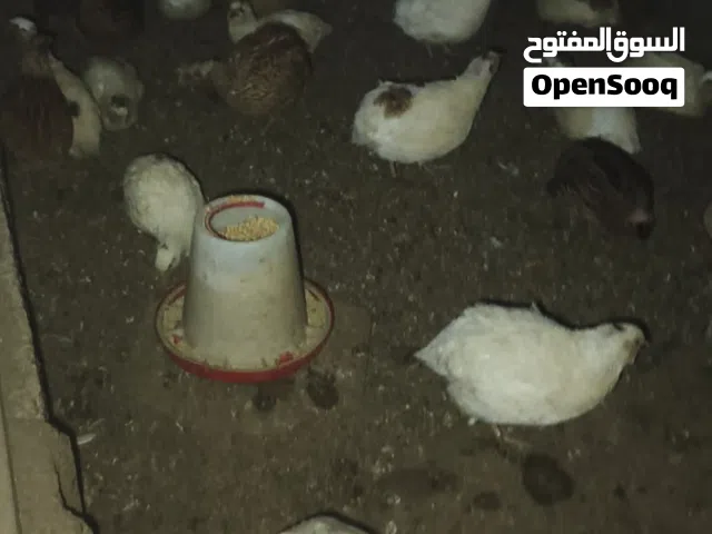 سمان هجين تكساس