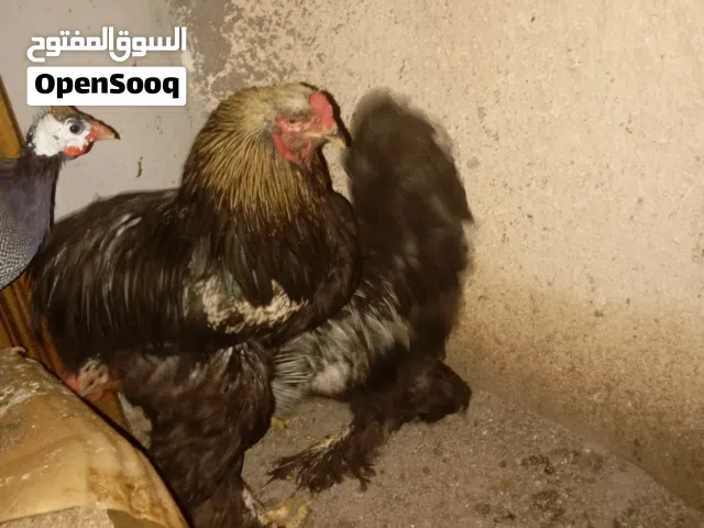 دجاج براهيمي للبيع