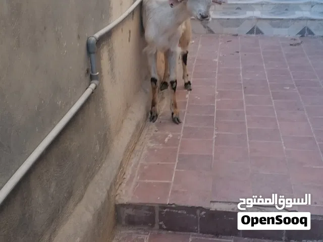 شعاريه شامي