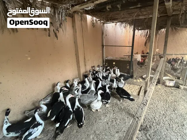 بط للبيع لا يجيني الا الجاد