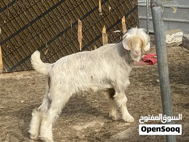 للبيع تيس من حلال الرحوب الاصيل  الوصف مهم