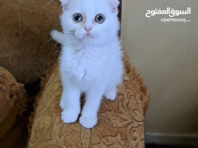 قط سكوتش فولد للبيع