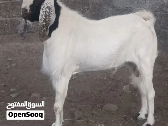تيس مستوى فاخر يصلح للتربية او للعيد