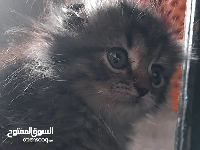 انثى سكوتش فولد العمر ثلاث شهور لعوبه وبتجنن للبيع بسعر مغري  .  .  .  .  .