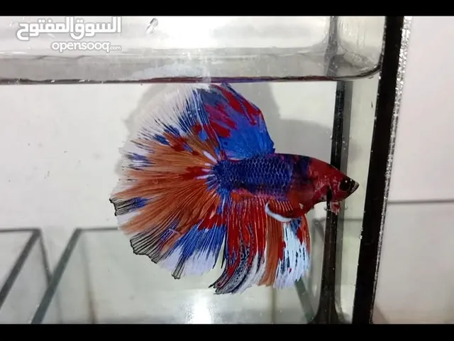 betta Fish From Thailand Available with good Colour سمكة بيتها فايتر