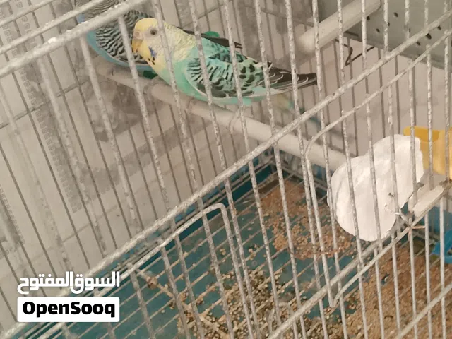 كوبيه تبارك الله مشاالله