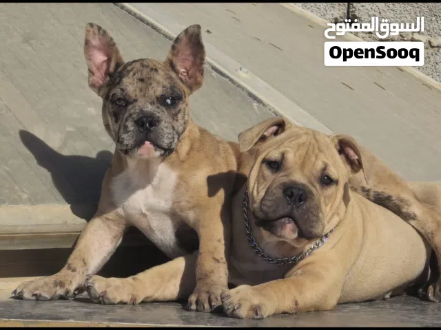 دكر و انثى امريكان بولي اكزوتيك استيراد مصر