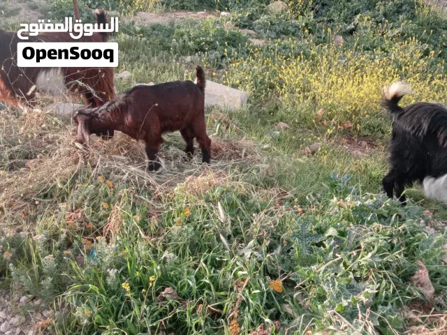 صخله 3شهور ونص