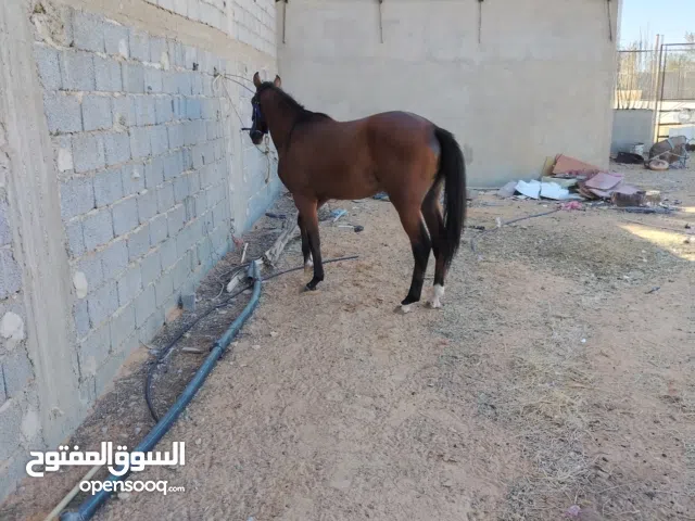 بيع فلو عمره 24  شهر