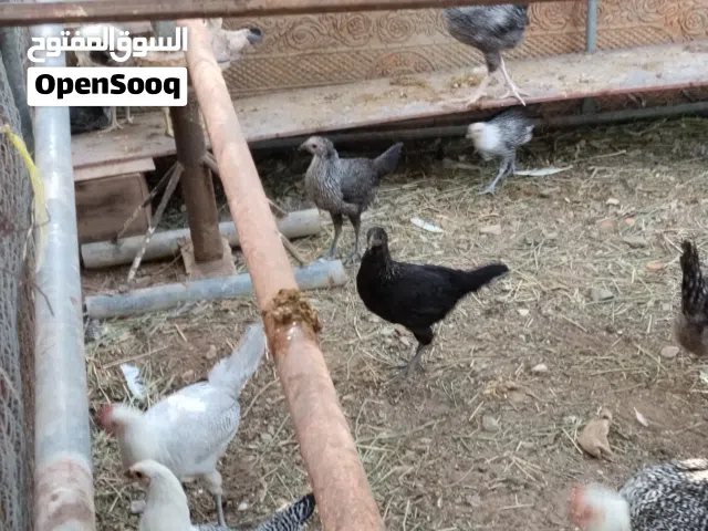 للبيع دجاج عماني فيومي