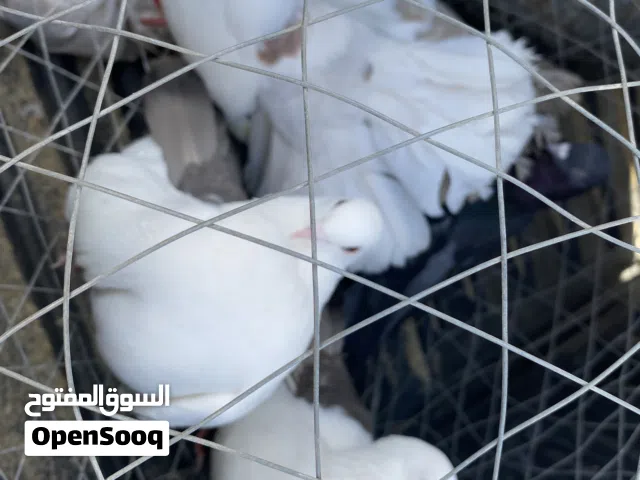 للبيع حمام بورده مشالله مايحتاج كلام الصامل حياه وتساب فقط