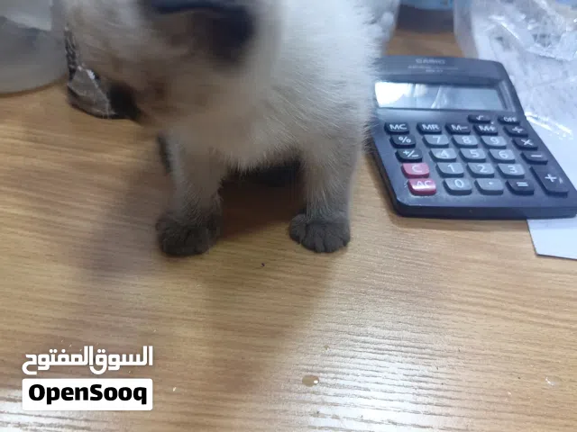 هملايا بريتش عمر شهر اشي بجنن