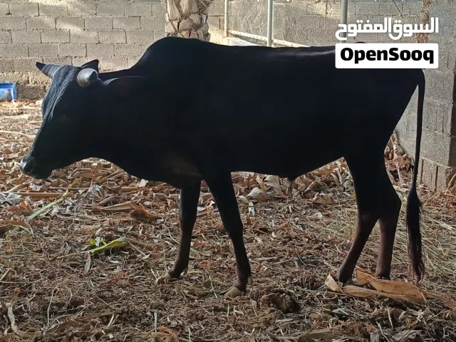 ثور عماني للبيع